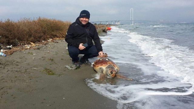 Yalova Sahilinde &Ouml;l&uuml; Caretta Caretta Bulundu 1