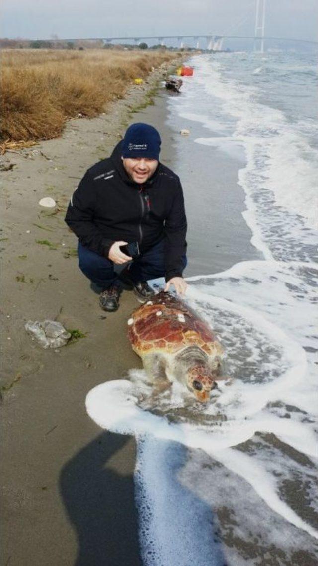 Yalova Sahilinde &Ouml;l&uuml; Caretta Caretta Bulundu 2