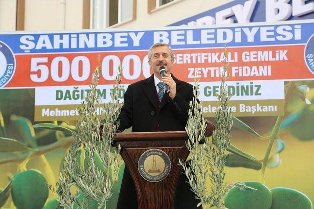 Başkan Tahmazoğlu’ndan Çiftçilere 500 Bin Adet Zeytin Fidanı