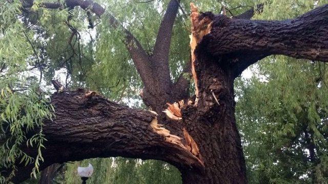 Erzincan’da Fırtına Ve Yağış Ağaçları Devirdi