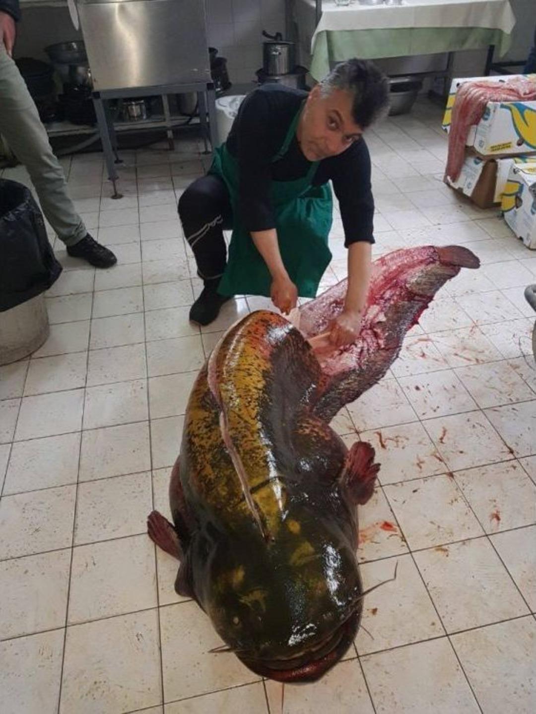 İznik G&ouml;l&uuml;&rsquo;nden 2 Metre 10 Santim Boyunda Dev Yayın Balığı &Ccedil;ıktı