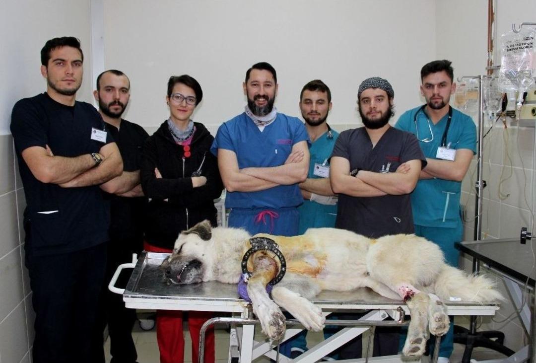 Koca Y&uuml;rekli Veteriner Hekimler