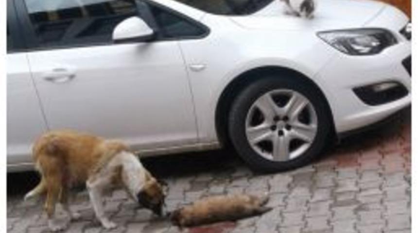 &Ouml;len Yavrusunun Başından Ayrılmadı