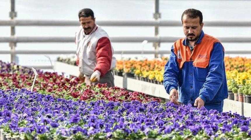 2 Milyon &Ccedil;i&ccedil;ek Muratpaşa Parklarını Renklendirecek.