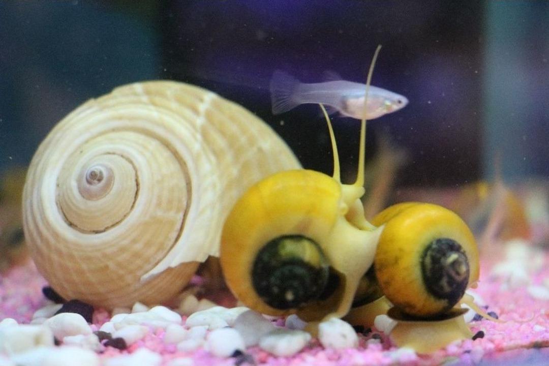 Balık Besleyen &Ccedil;ocuğun Odak Noktası Artar