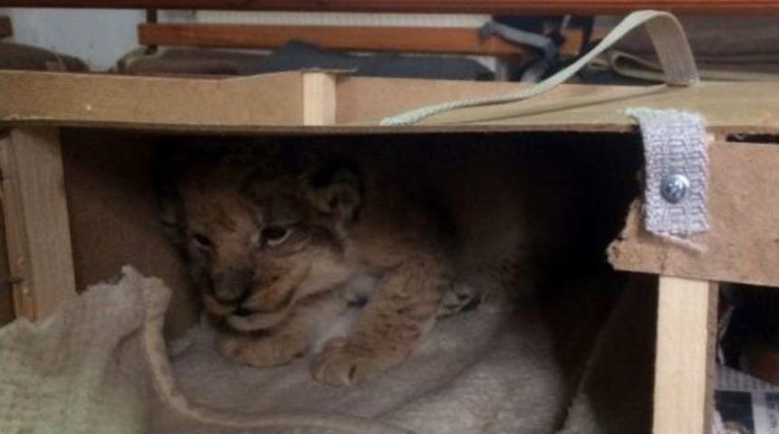 Durdurulan Ara&ccedil;ta Evcil Hayvanlar Ve Aslan Yavrusu Ele Ge&ccedil;irlidi