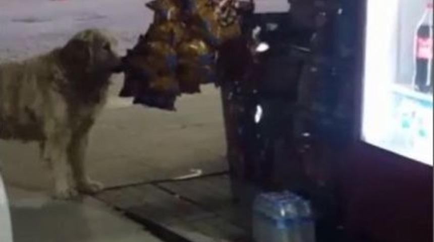 Cips Tutkunu K&ouml;pek Bakkaldan Cipsi İşte B&ouml;yle Aşırdı