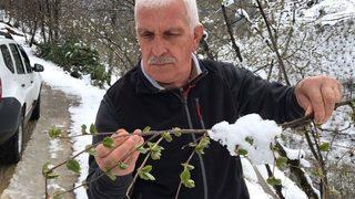 Şahin: her Kar Yağdığında Fındıkta Don Olmaz