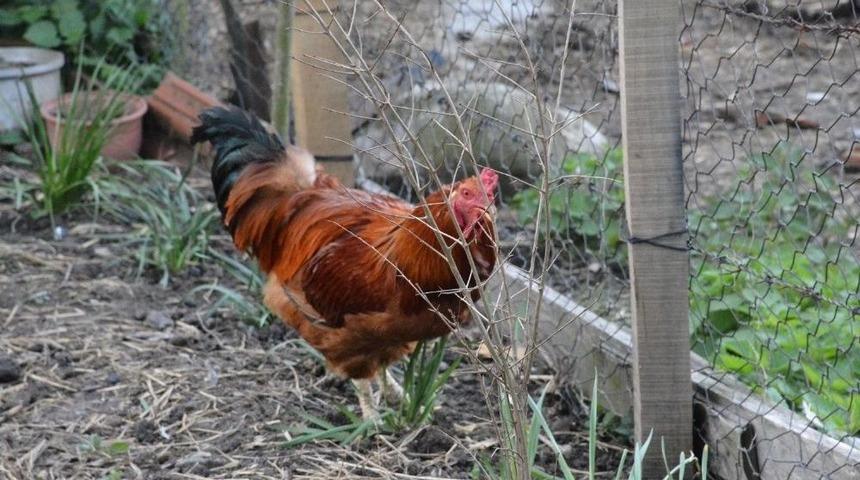 Yumurtlayan Horoz Şaşırttı