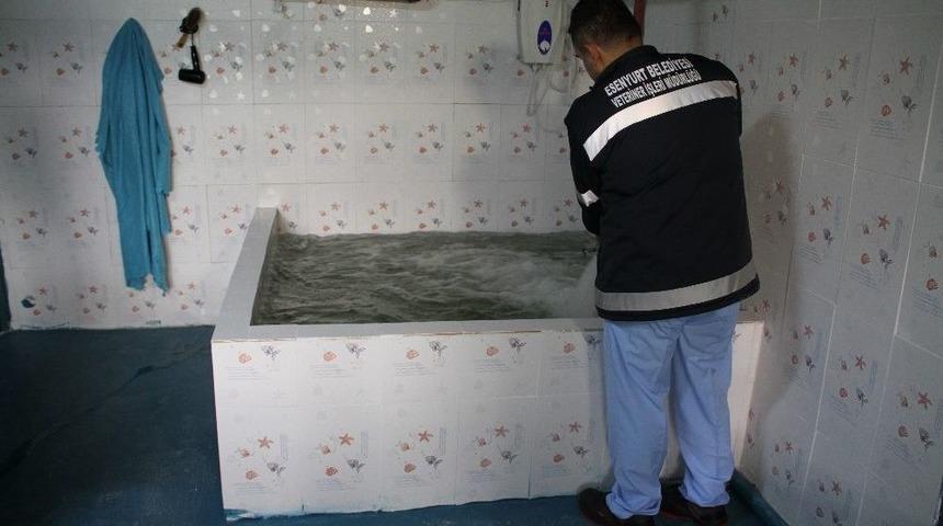 K&ouml;peklerin Kaplıca Keyfi