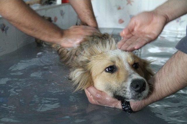 Köpeklerin Kaplıca Keyfi