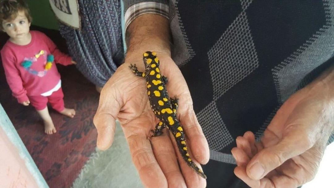 Nesli T&uuml;kenmekte Olan Benekli Semender Bulundu