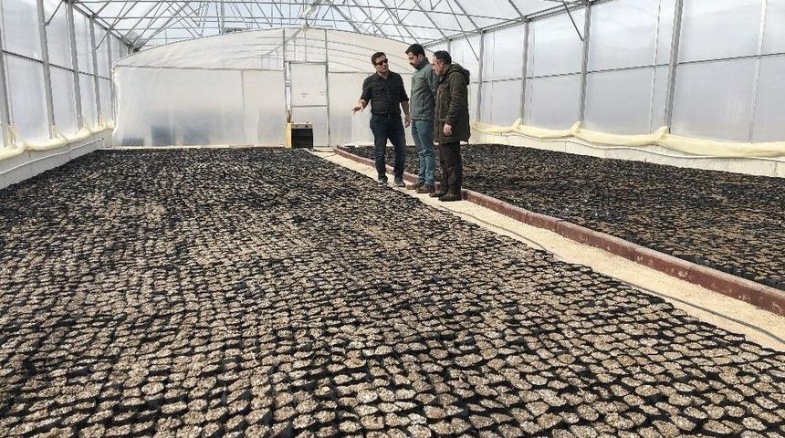 İpekyolu Belediyesi Kendi Serasında &Ccedil;i&ccedil;ek &Uuml;retecek