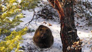 Anne Ayının Yeni Doğan Yavrularıyla Zorlu Mücadelesi
