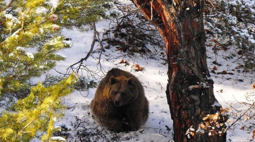 Anne Ayının Yeni Doğan Yavrularıyla Zorlu Mücadelesi