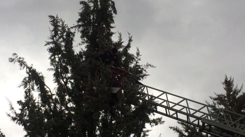 Ağaca Takılan G&uuml;vercinleri Kurtarma Operasyonu
