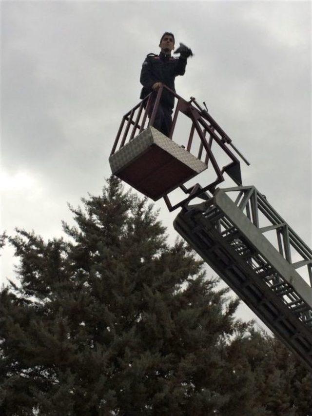 Ağaca Takılan G&uuml;vercinleri Kurtarma Operasyonu 1