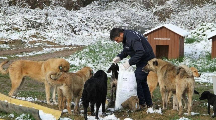 Büyükşehir Sokaklarda Yaşayan Hayvanları Aç Bırakmıyor
