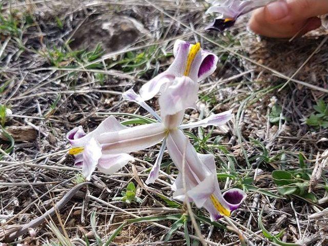 Malatya’da Nevruz Çiçekleri Açtı