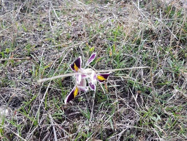 Malatya’da Nevruz Çiçekleri Açtı