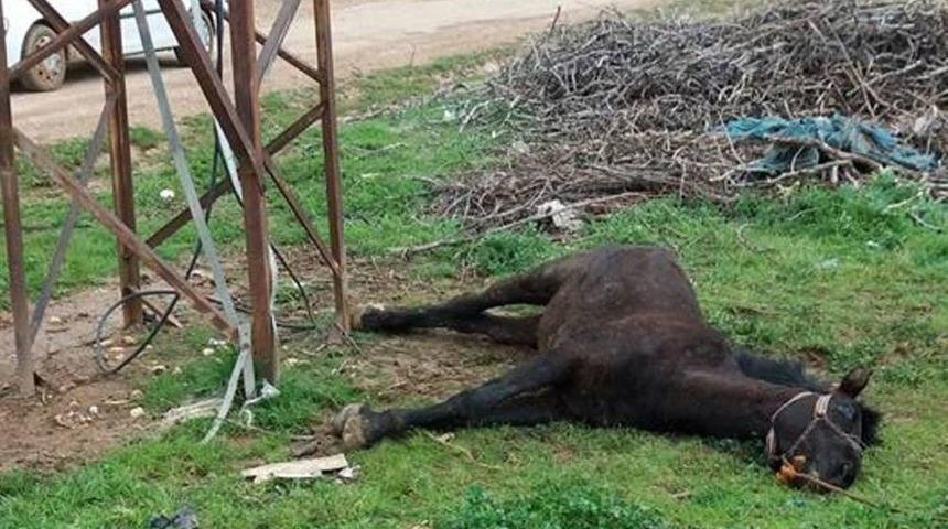 Elektrik Akımına Kapılan At Telef Oldu