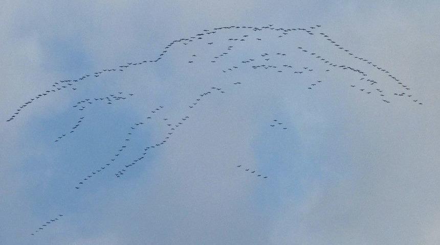 Leyleklerin G&ouml;&ccedil;&uuml; G&ouml;rsel Ş&ouml;lene D&ouml;n&uuml;şt&uuml;