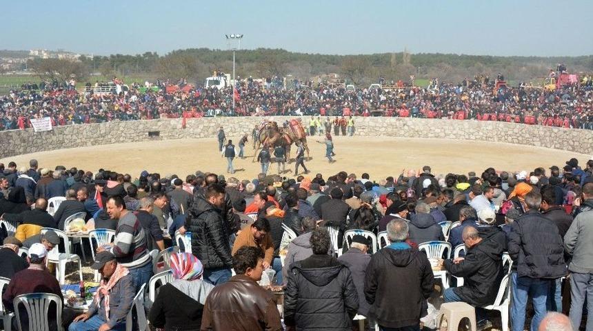 Ayvacık&rsquo;da Deve G&uuml;reşleri Nefes Kesti