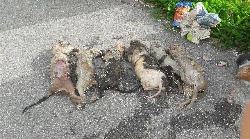 Alanya&rsquo;da Hayvan Katliamı