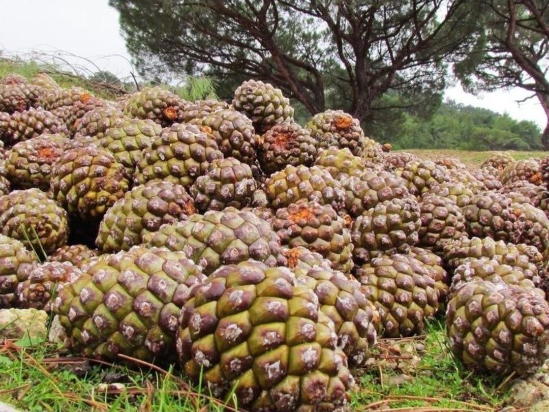 &Ccedil;am Fıstığında, T&uuml;rkiye İspanya&rsquo;dan Sonra İkinci Sırada