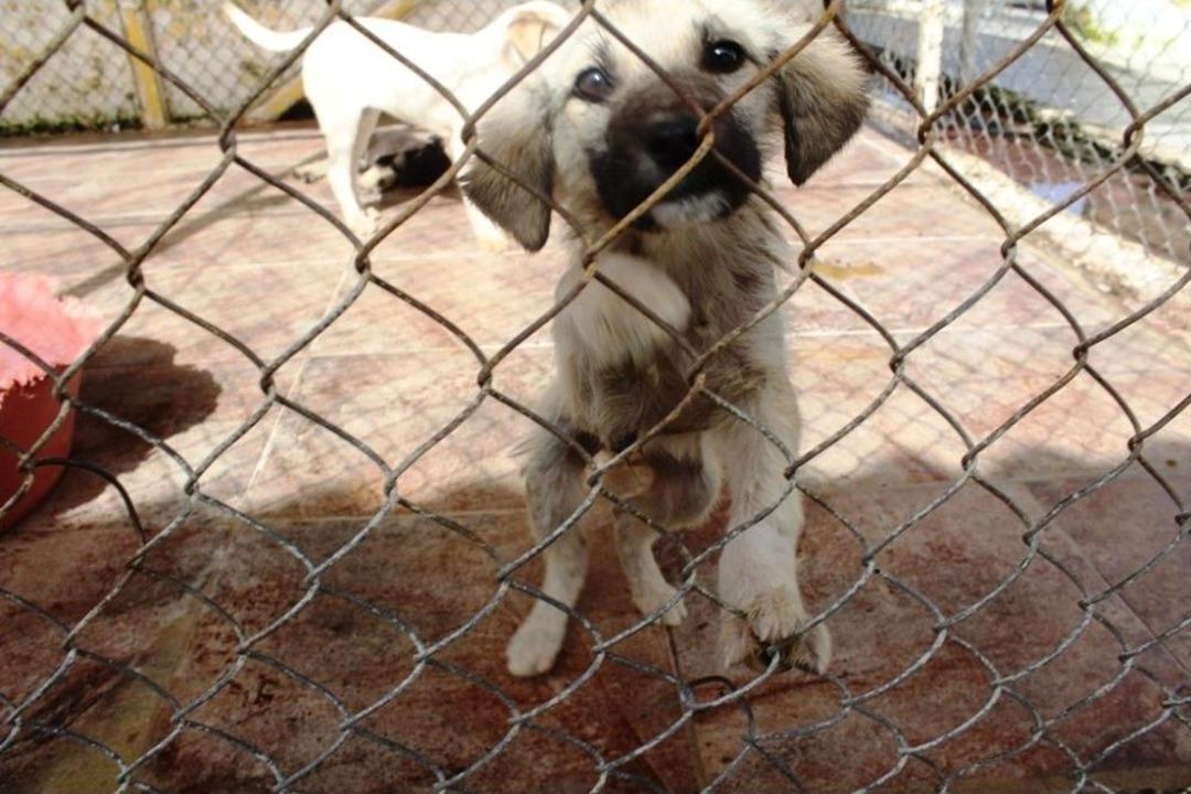 Sokak Hayvanları İ&ccedil;in Dans Edip Kilo Vererek Mama Aldılar