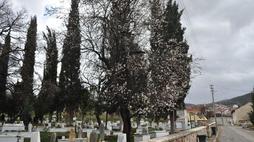 Baharın Habercisi Kiraz &Ccedil;i&ccedil;ekleri A&ccedil;tı