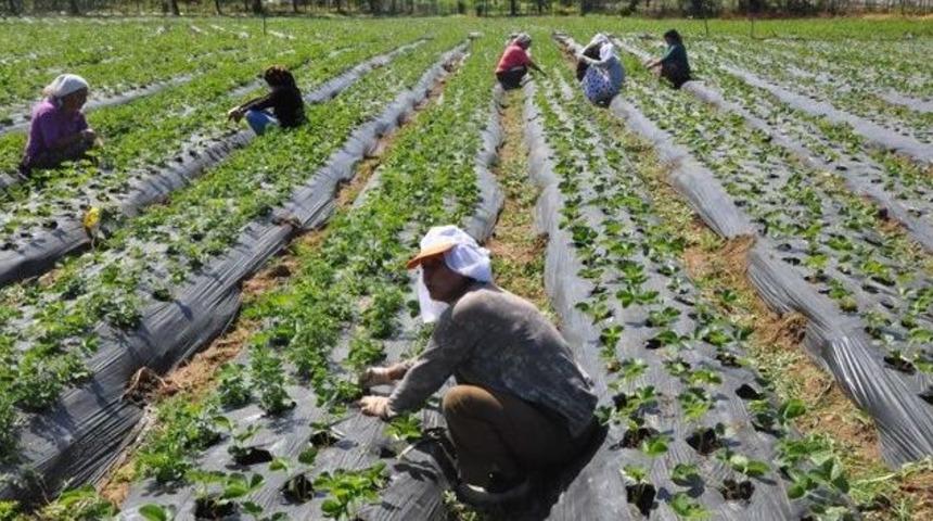Tarımsal Verimliliğe Katkı Sağlayacak Yenilik