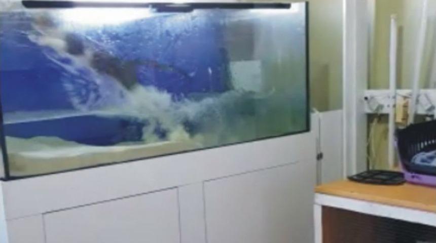 (&ouml;zel Haber) Sineği Yakalamak İsterken Akvaryuma U&ccedil;tu