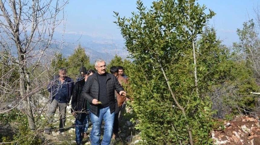 Orman Köylüsü, Odun Dışı Ürünlerden 6 Milyon Lira Gelir Elde Etti