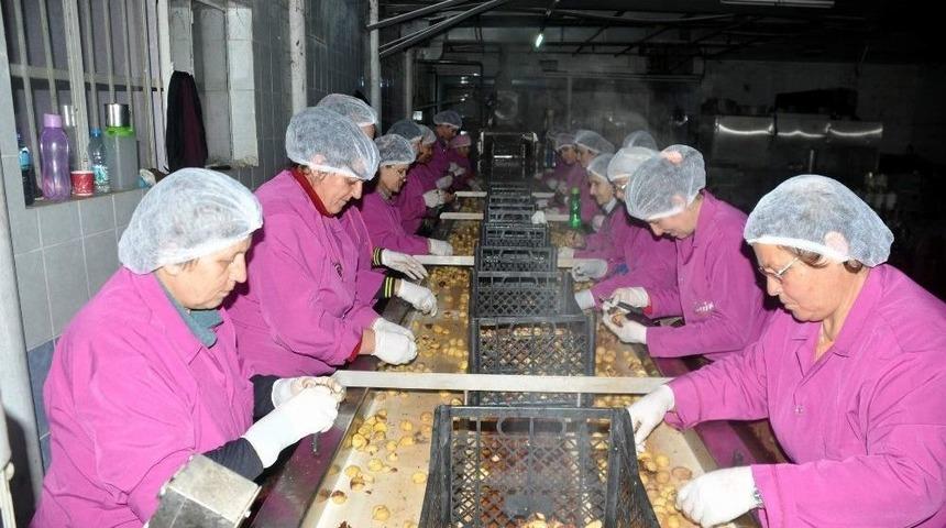 Teknolojiyi Kullanarak Kestane Şekeri Üretimini 6 Kat Artırdı