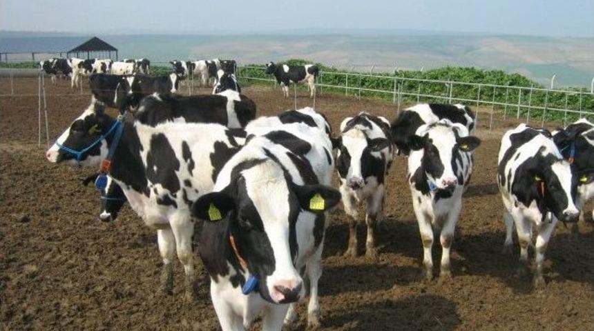 S&uuml;t &Uuml;retimi Kula&rsquo;nın Yeni Lokomotifi