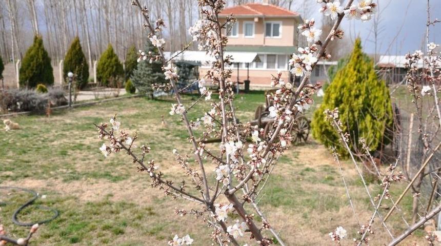 Meyve Ağa&ccedil;ları Yalancı Bahara Aldandı