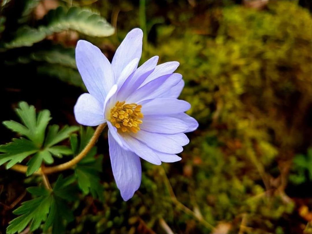 Baharın M&uuml;jdecisi &Ccedil;i&ccedil;ekler Y&uuml;z&uuml;n&uuml; G&ouml;stermeye Başladı