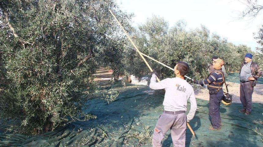 Şehre Göç Ve Miras Zeytin Üretimini Olumsuz Etkiliyor