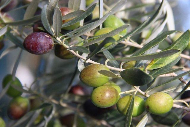 Şehre Göç Ve Miras Zeytin Üretimini Olumsuz Etkiliyor