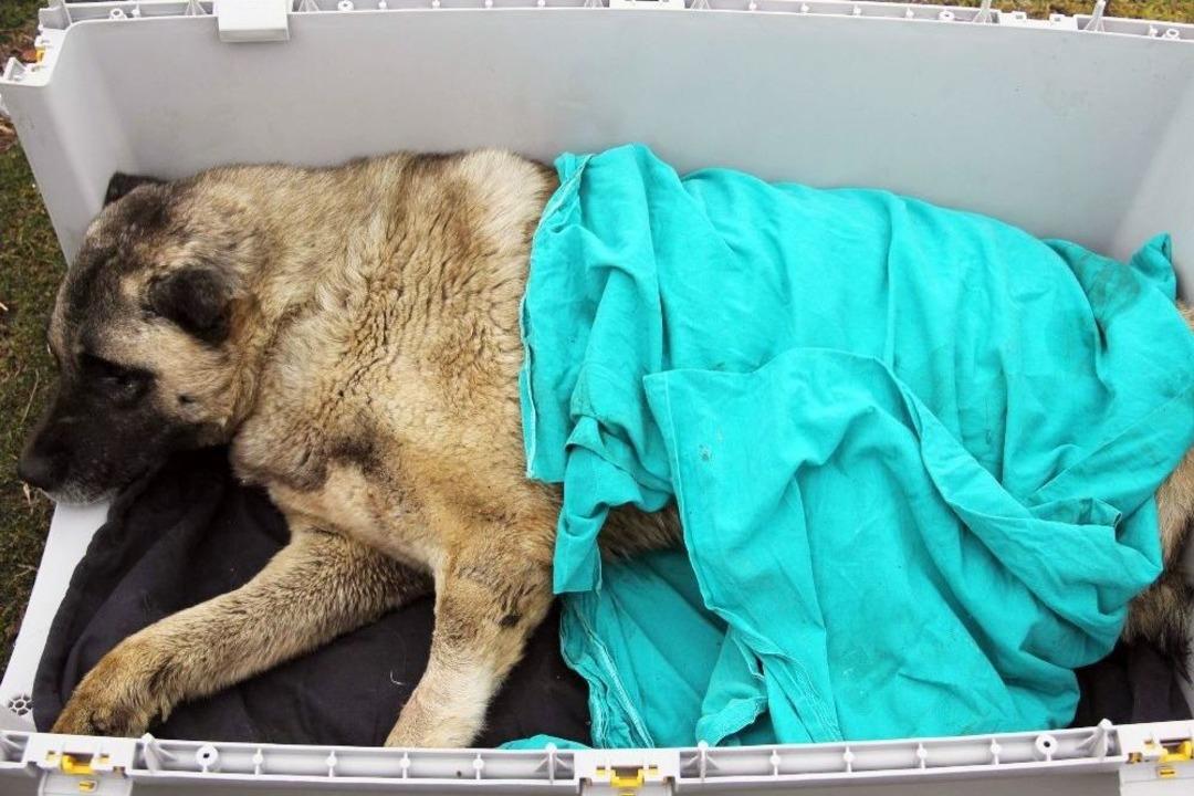 Yaralı K&ouml;peğe Vıp Hizmet