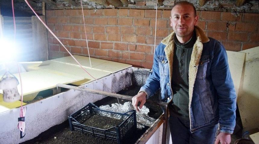 (&ouml;zel) Kanserden Korunmak İ&ccedil;in Solucan G&uuml;bresi &Uuml;retiyor