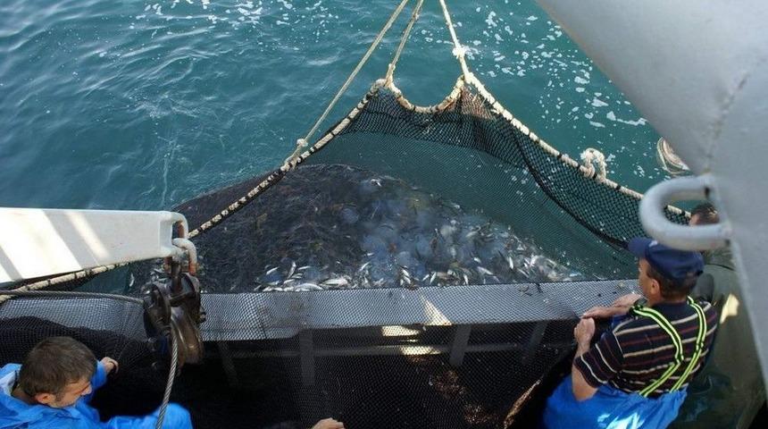 Karadeniz’de Hamsi Ve Mezgit Tehlikede