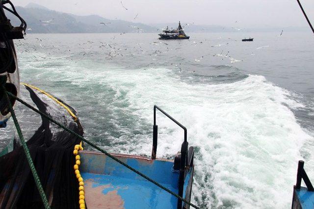 Karadeniz’de Hamsi Ve Mezgit Tehlikede