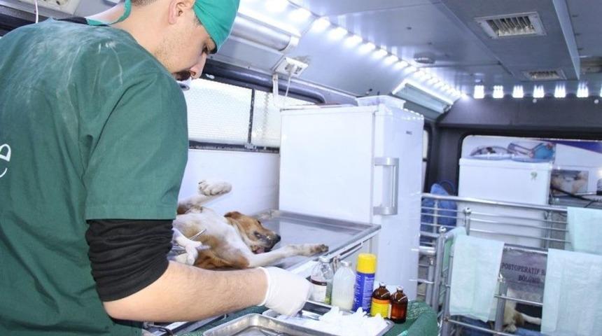 Seydişehir Belediyesinden, Sokak K&ouml;peklerine Mobil Kısırlaştırma