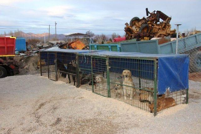 Seydişehir Belediyesinden, Sokak Köpeklerine Mobil Kısırlaştırma