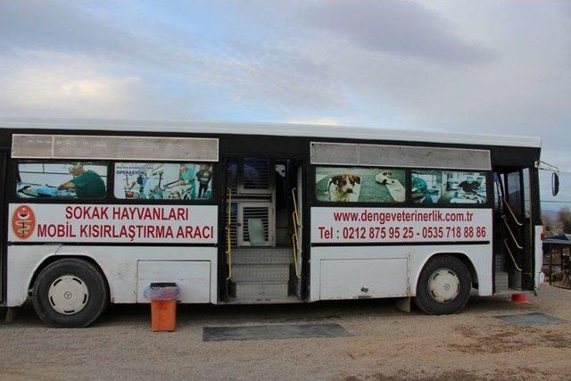 Seydişehir Belediyesinden, Sokak Köpeklerine Mobil Kısırlaştırma