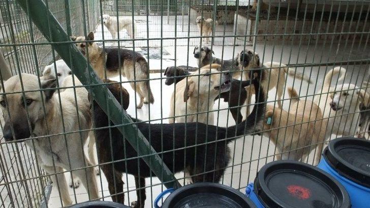 Öksüz Kalan Yavrulara Barınaktaki Köpek Süt Anne Oldu G1