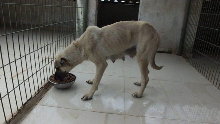 Öksüz Kalan Yavrulara Barınaktaki Köpek Süt Anne Oldu G2