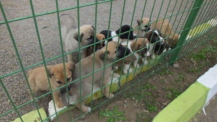 Öksüz Kalan Yavrulara Barınaktaki Köpek Süt Anne Oldu G3
